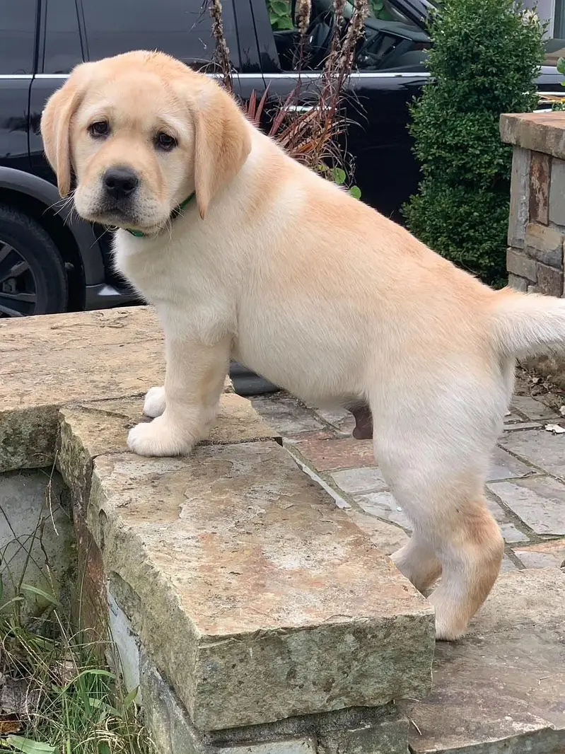 British Labrador pure breed imported blood line available. — photo 2