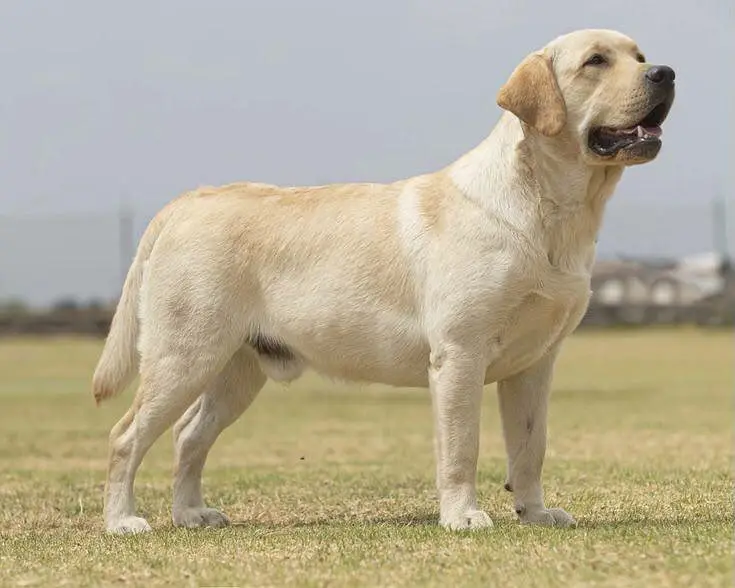 British Labrador pure breed imported blood line available. — photo 3