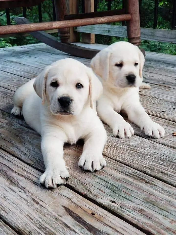 British Labrador pure breed imported blood line available. — photo 4