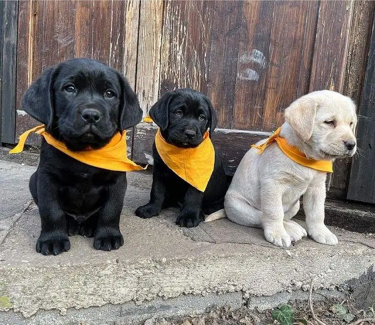 British Labrador pure breed imported blood line available. — photo 5