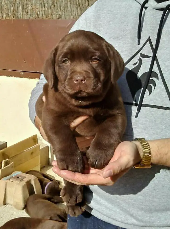 British Labrador pure breed imported blood line available. — photo 6