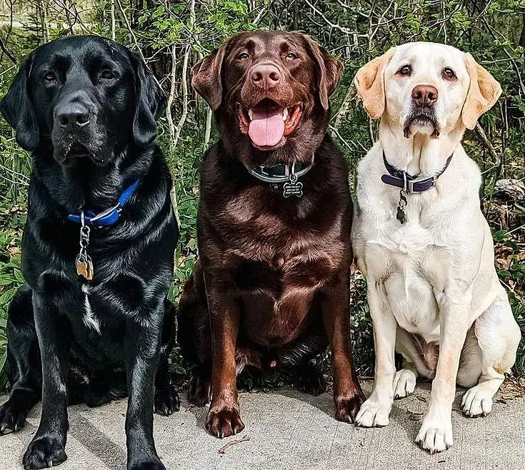 British Labrador pure breed imported blood line available. — photo 7
