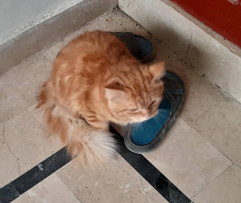 Persian 0