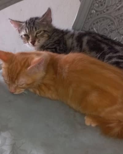 Cats Pair for sale