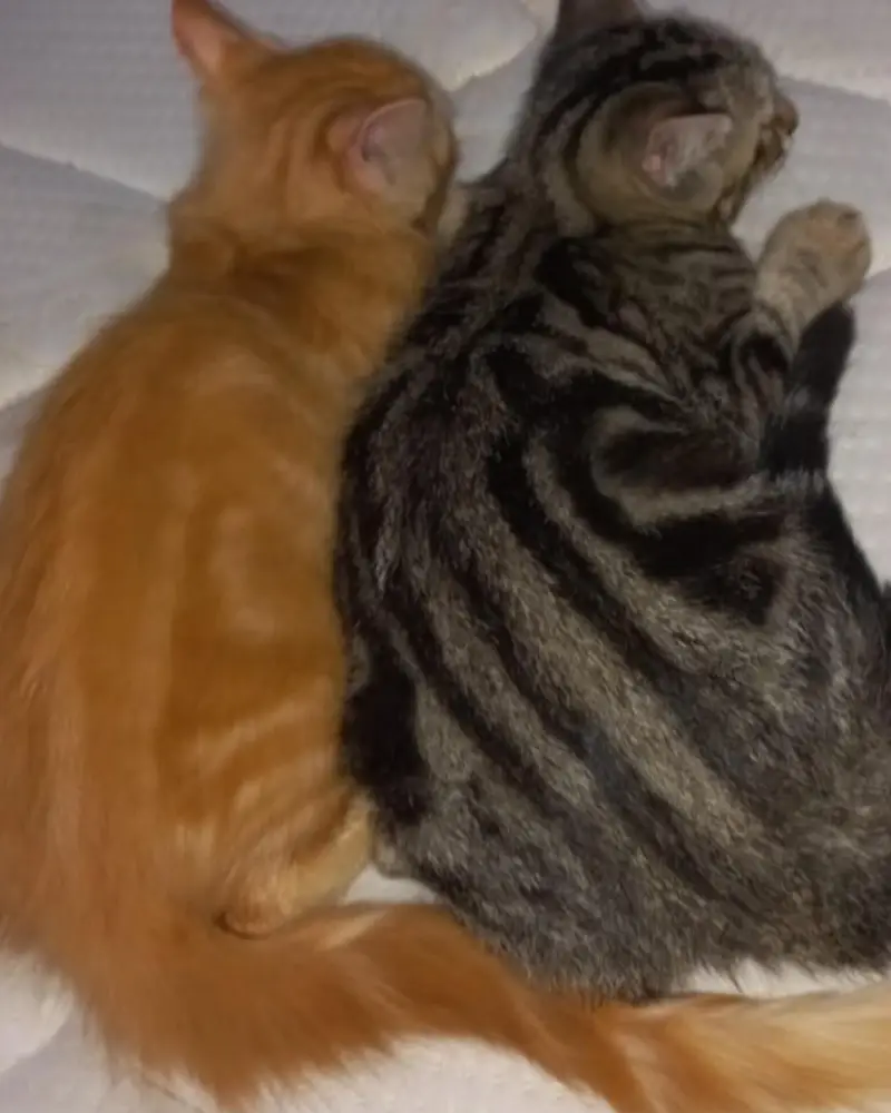 Cats Pair for sale — photo 2