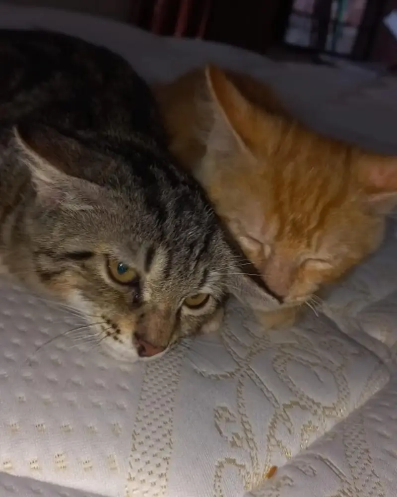 Cats Pair for sale — photo 3