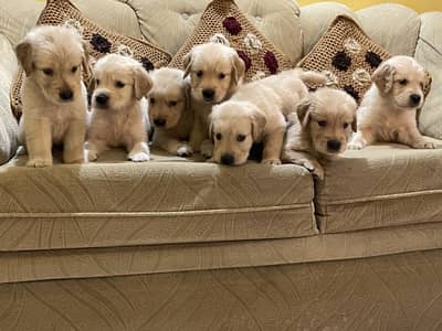 Quality Golden retriever | imported puppies | Pure retriever puppy