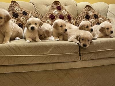 Quality Golden retriever | imported puppies | Pure retriever puppy