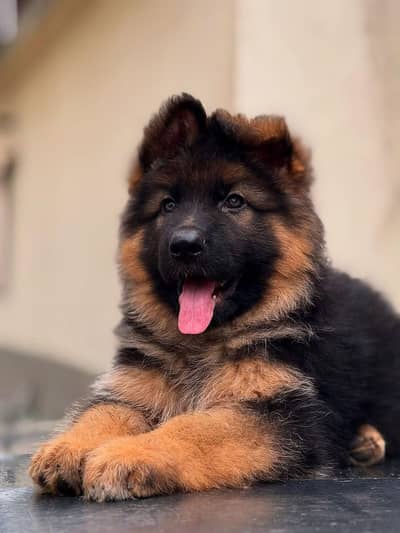 German shepherd long coat & british labrador & siberian husky avail.