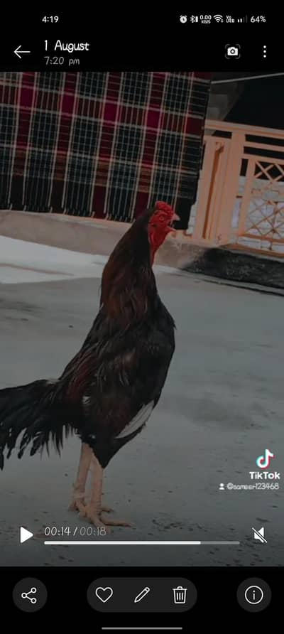 acha breeding Wala hn