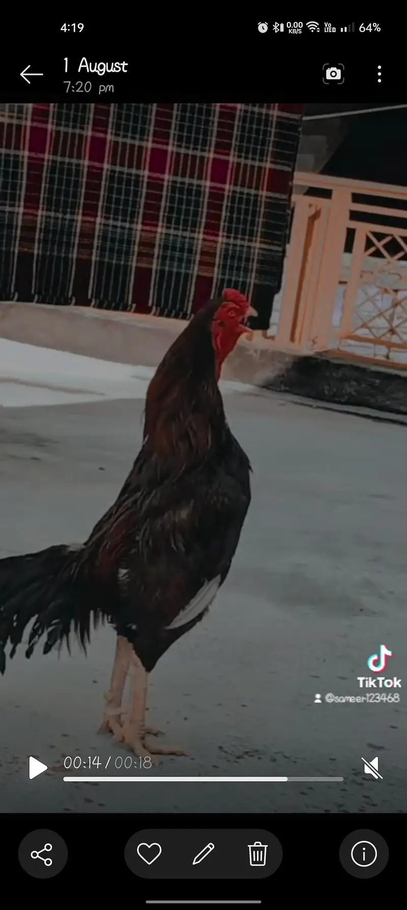 acha breeding Wala hn