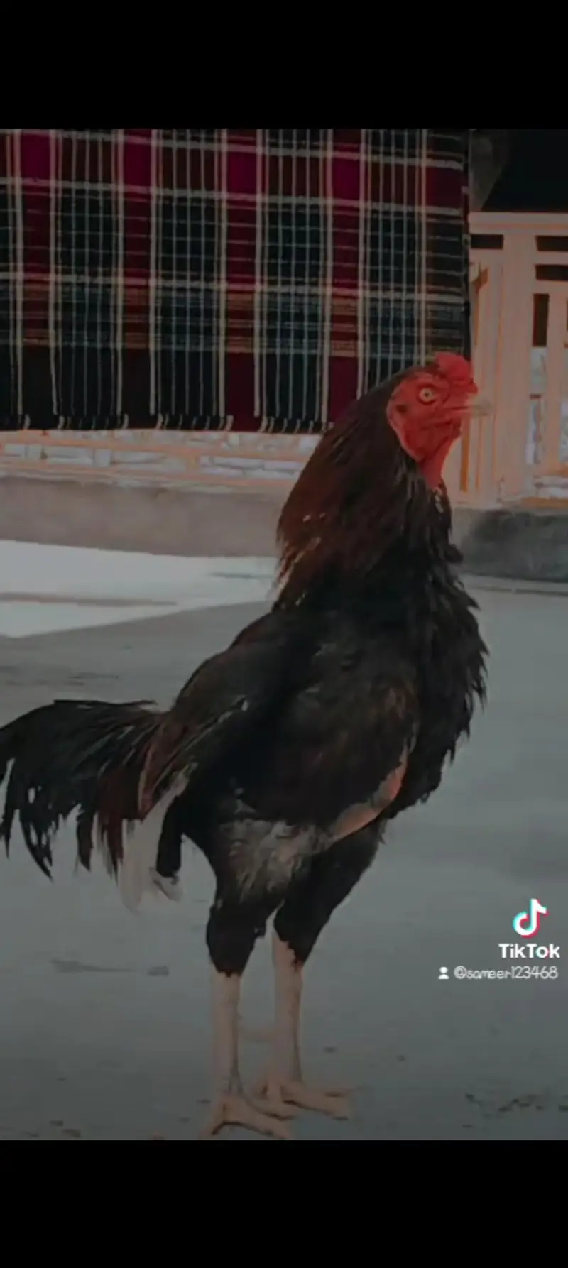acha breeding Wala hn — photo 2