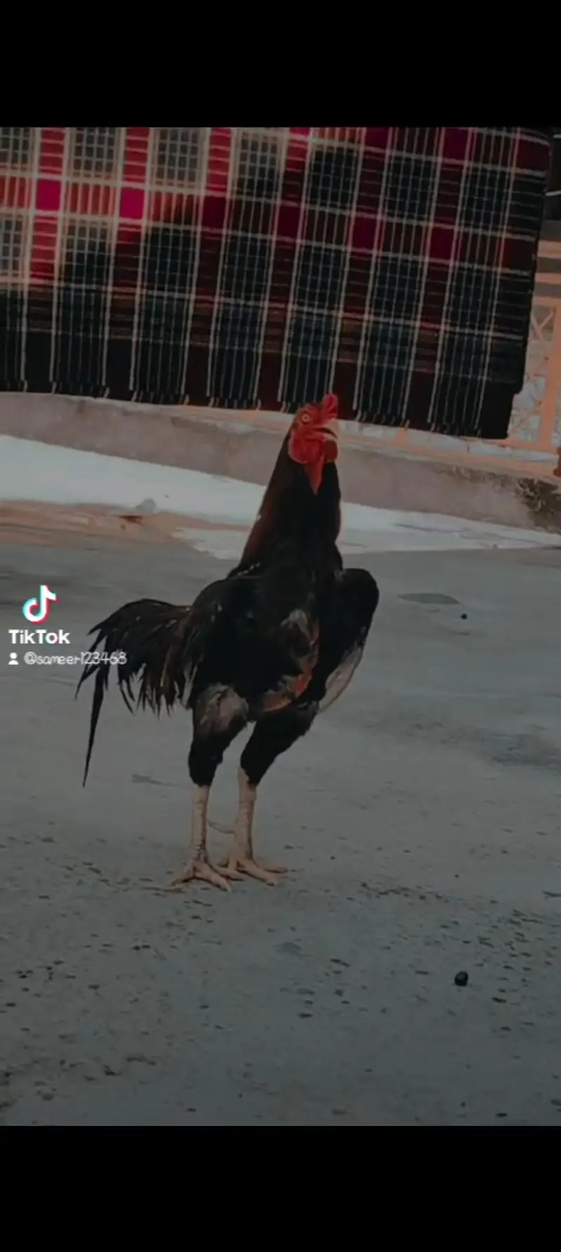 acha breeding Wala hn — photo 3
