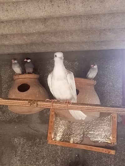 white fakhta healthy pigeon