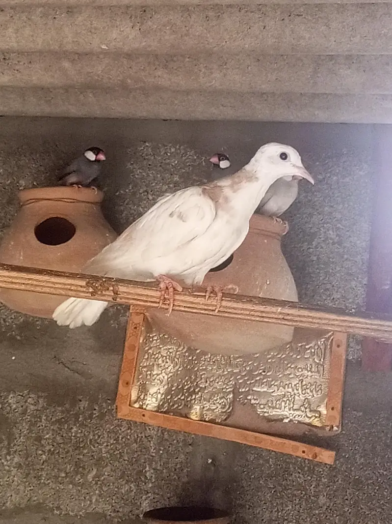 white fakhta healthy pigeon — photo 2