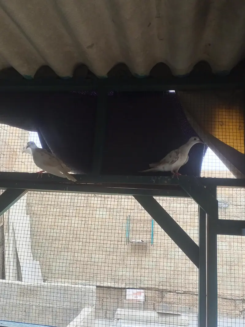 white fakhta healthy pigeon — photo 3