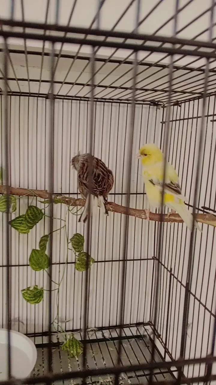 Breeder Gloster Canary Pair — photo 2