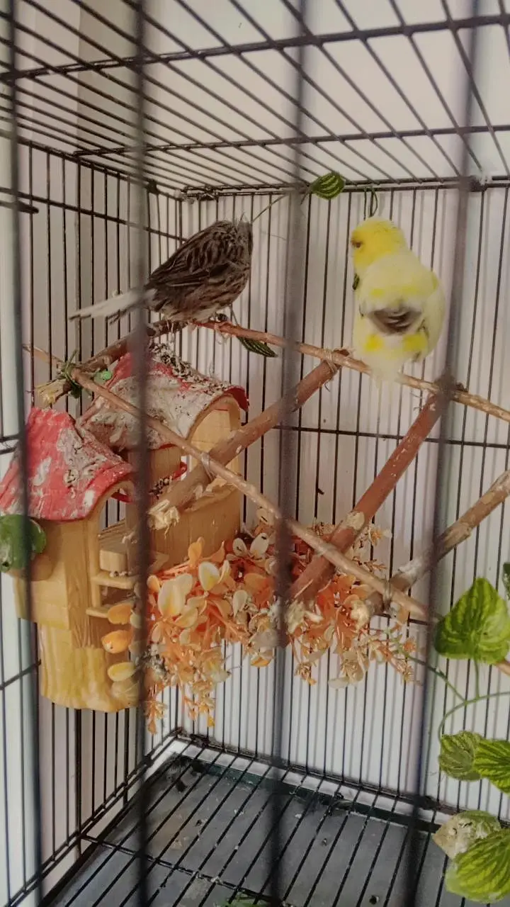 Breeder Gloster Canary Pair — photo 3
