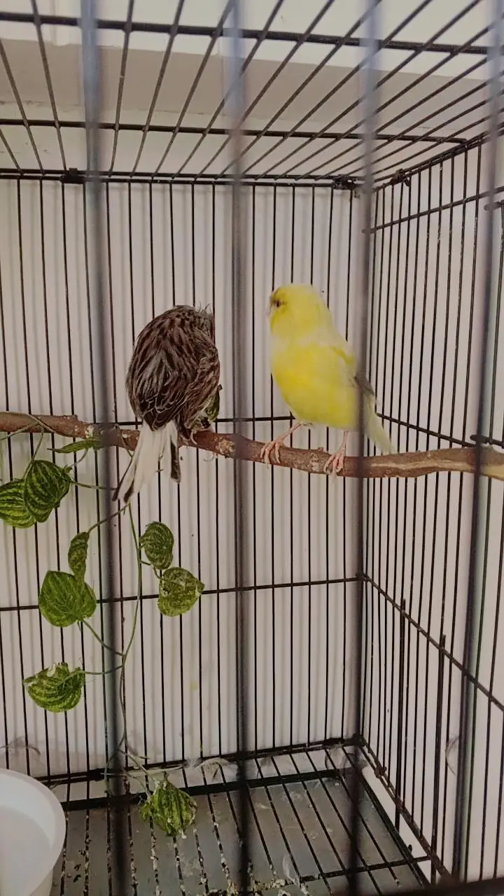 Breeder Gloster Canary Pair — photo 4