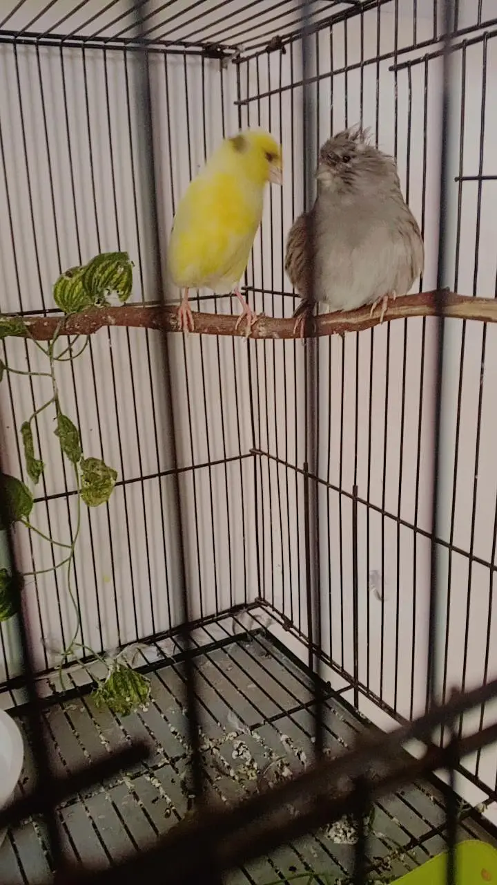 Breeder Gloster Canary Pair — photo 5