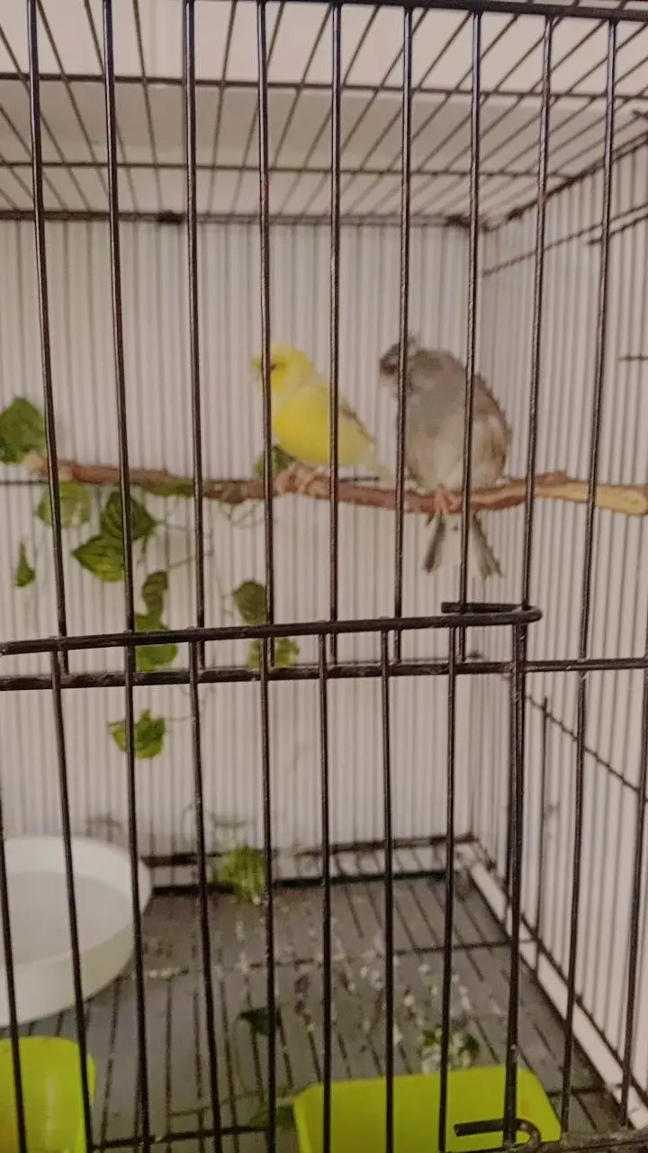 Breeder Gloster Canary Pair — photo 6