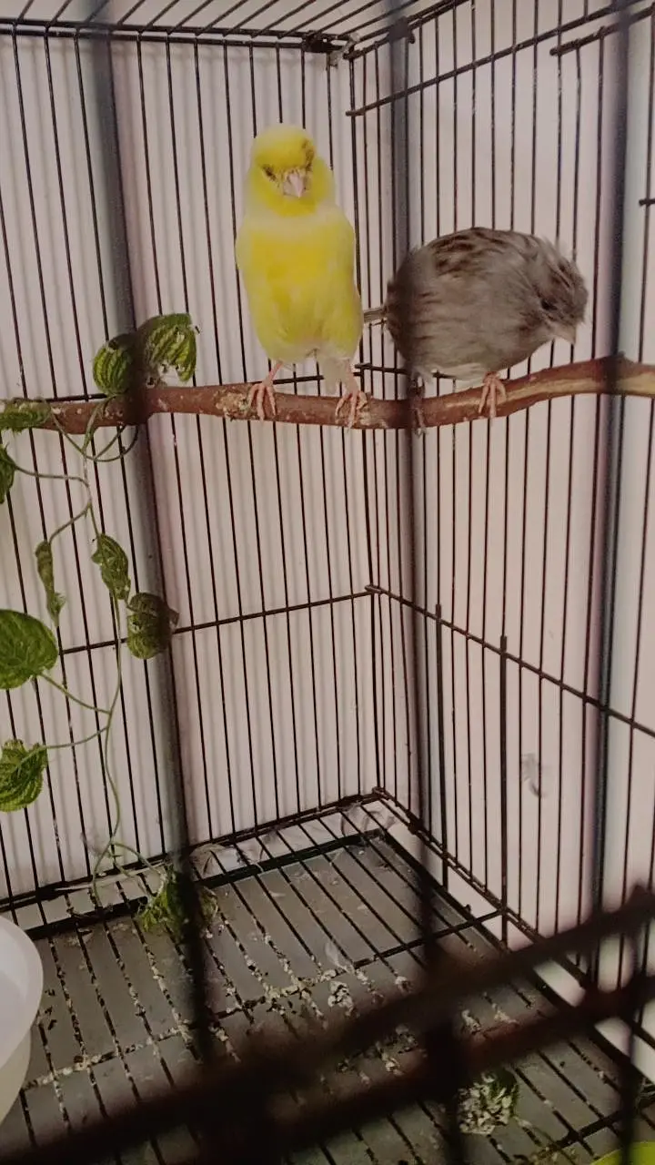 Breeder Gloster Canary Pair — photo 7