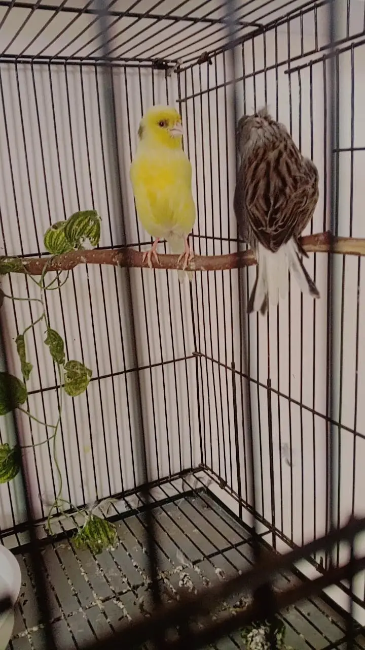 Breeder Gloster Canary Pair — photo 8