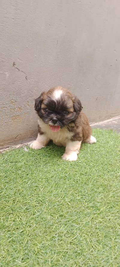 Shihtzu