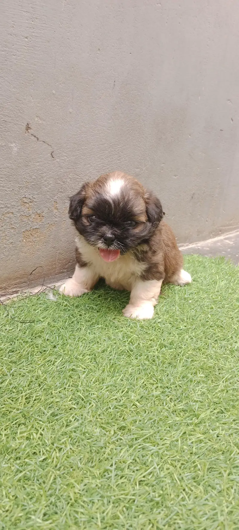 Shihtzu