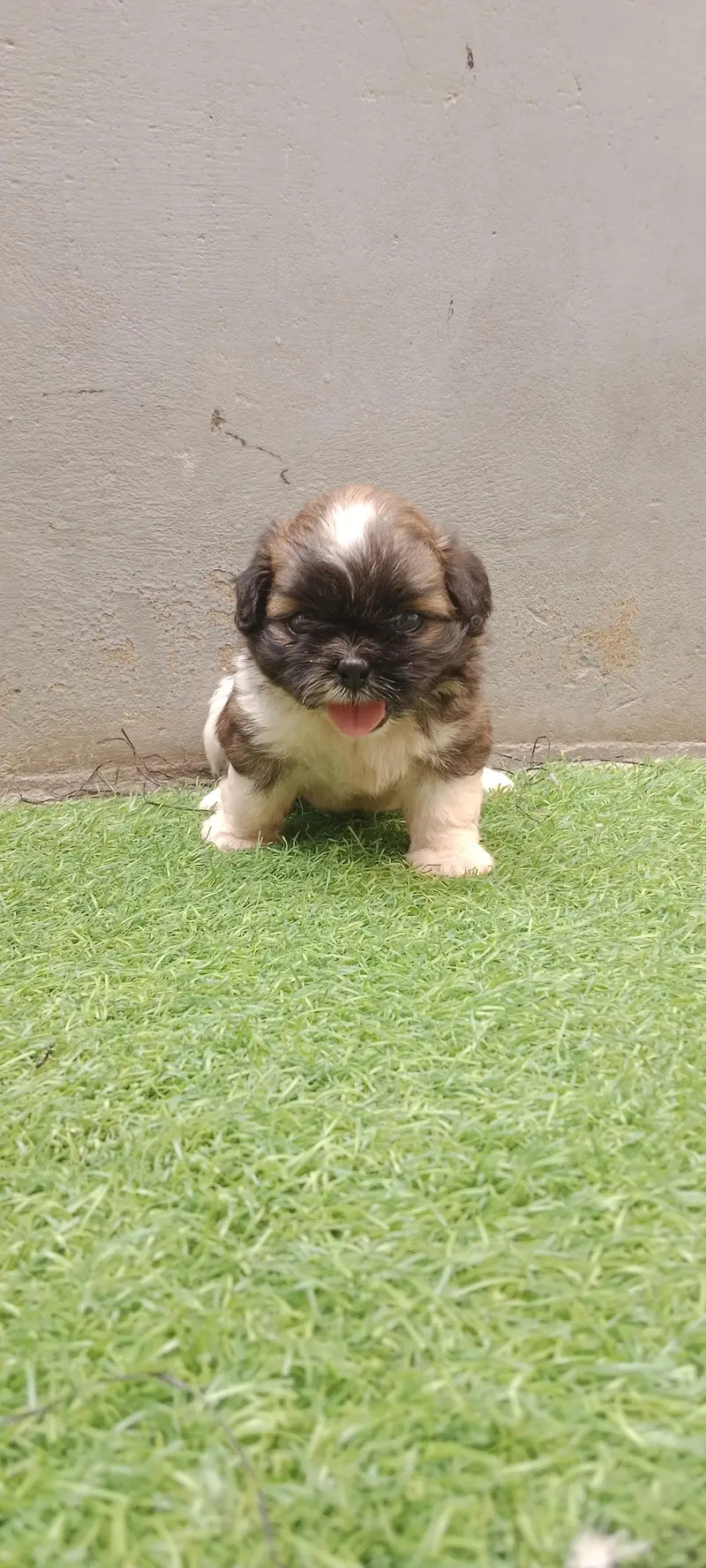 Shihtzu — photo 2