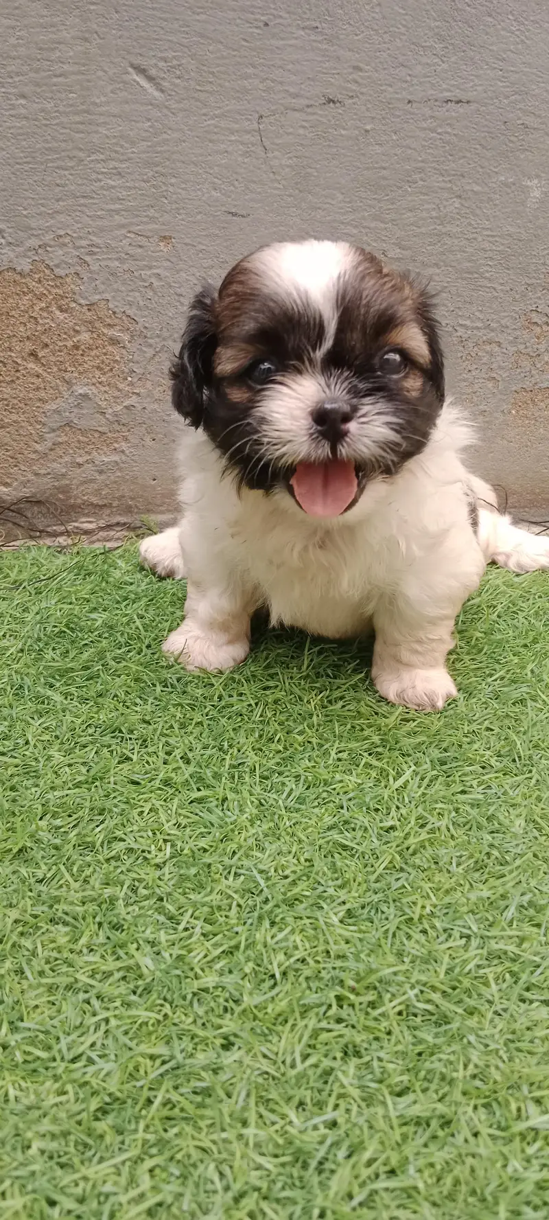 Shihtzu — photo 3
