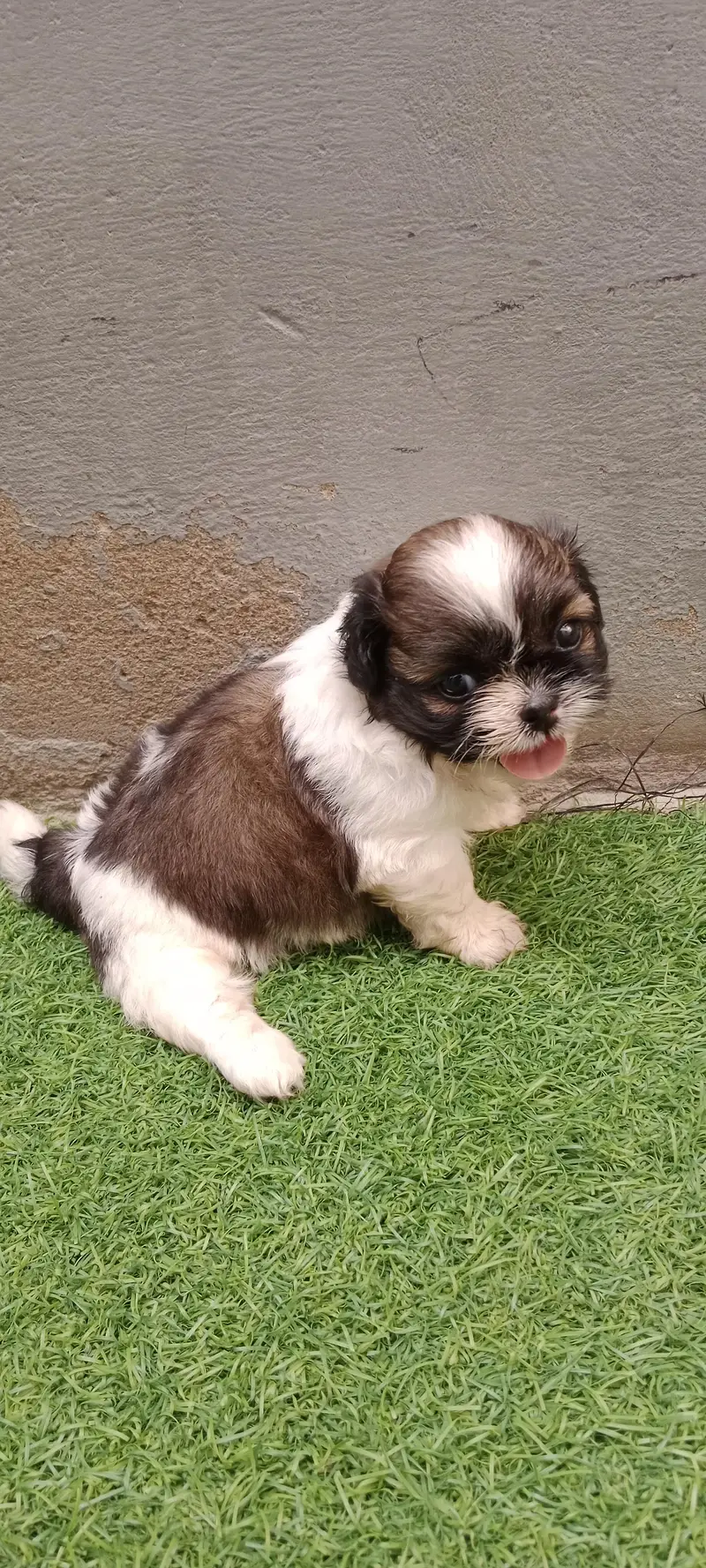 Shihtzu — photo 4
