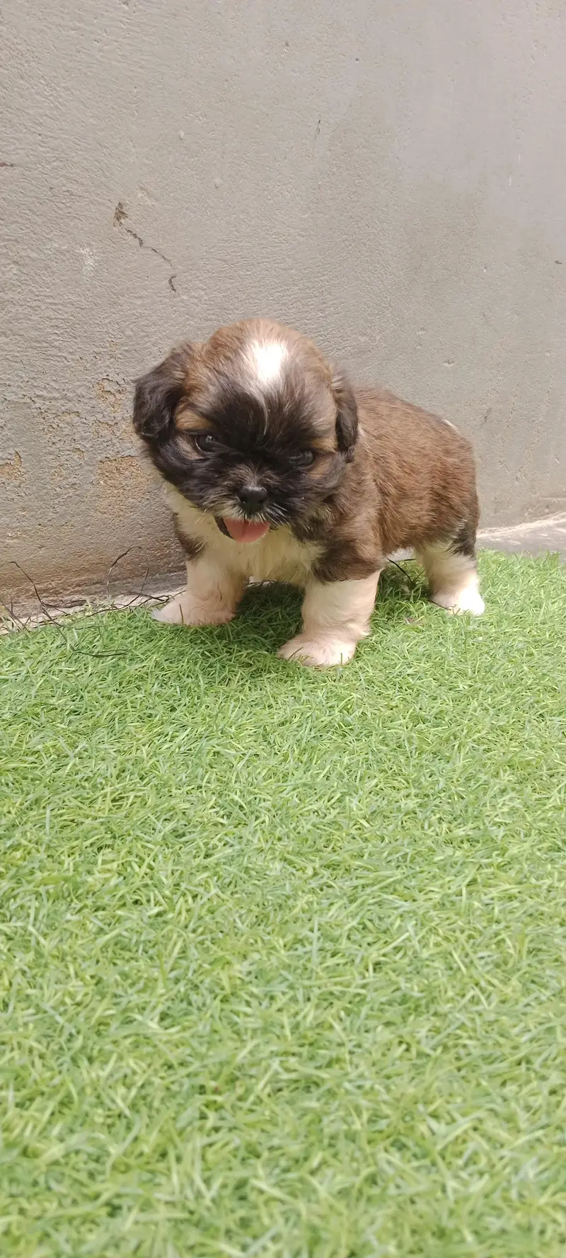 Shihtzu — photo 5