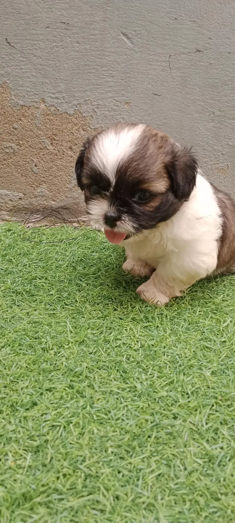 Shihtzu — photo 6