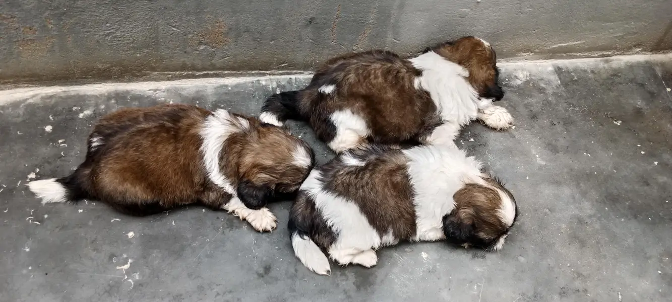 Shihtzu — photo 7