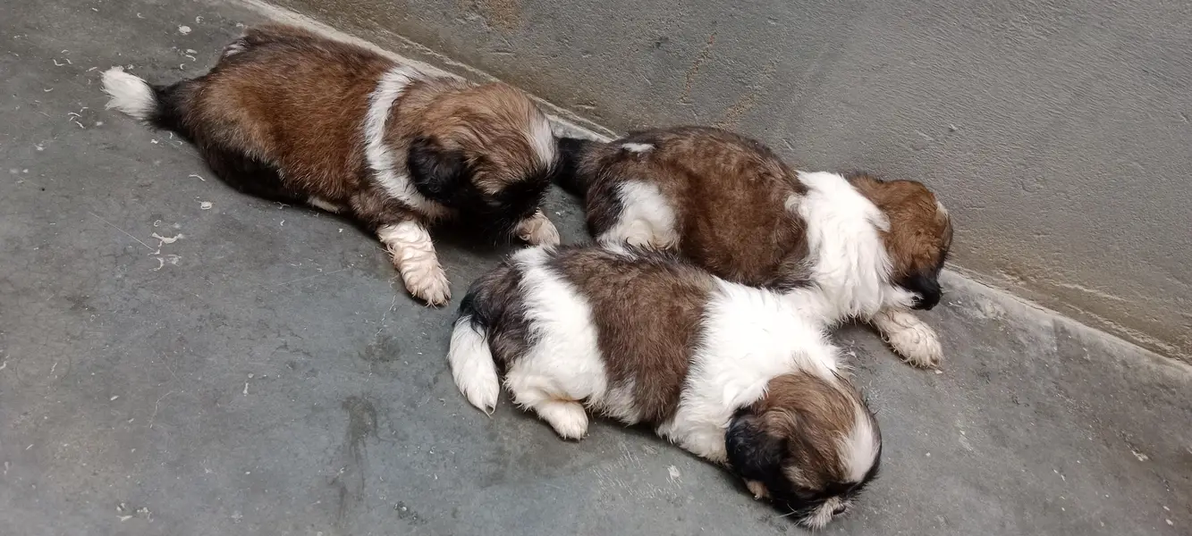 Shihtzu — photo 8