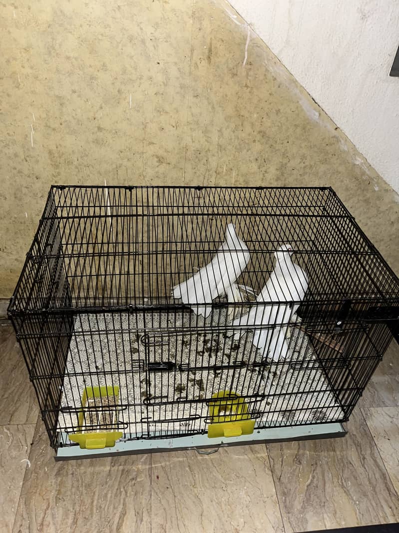 Fancy pigeon 0