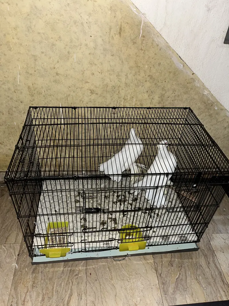 Fancy pigeon