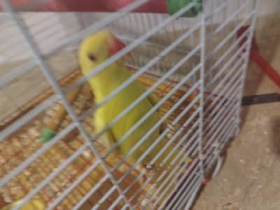 yellow and green Ringneck semi tamed