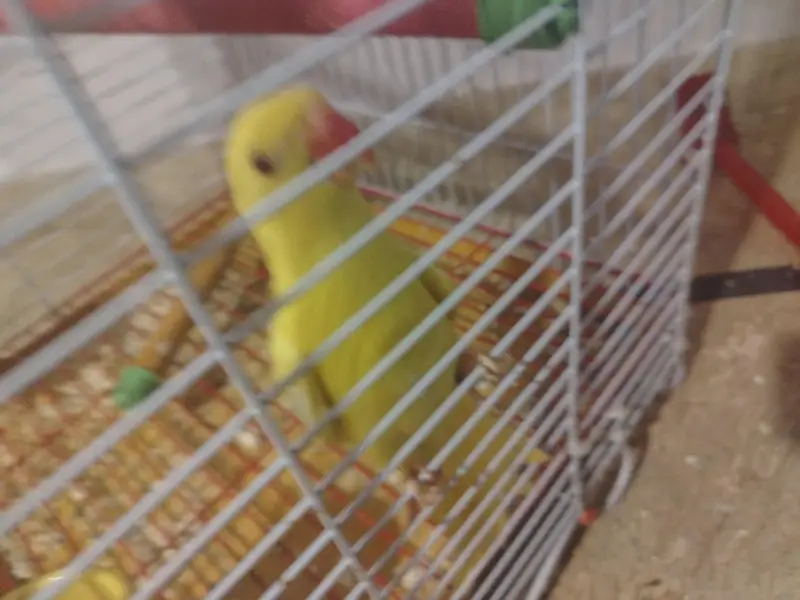 yellow and green Ringneck semi tamed