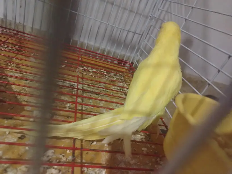 yellow and green Ringneck semi tamed — photo 2