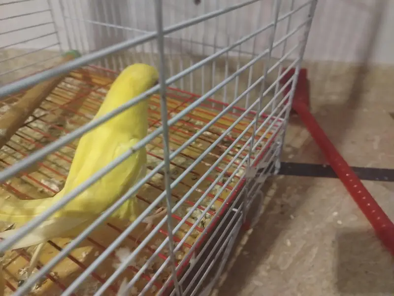 yellow and green Ringneck semi tamed — photo 3