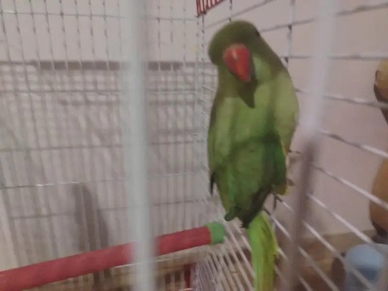 yellow and green Ringneck semi tamed — photo 4