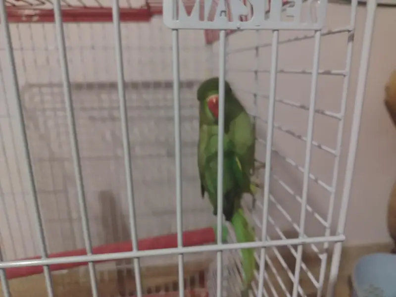 yellow and green Ringneck semi tamed — photo 5