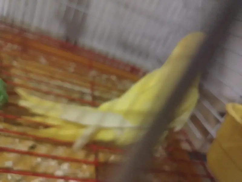 yellow and green Ringneck semi tamed — photo 6