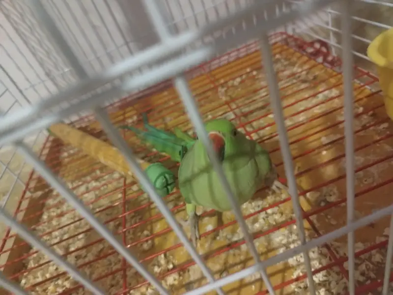 yellow and green Ringneck semi tamed — photo 7