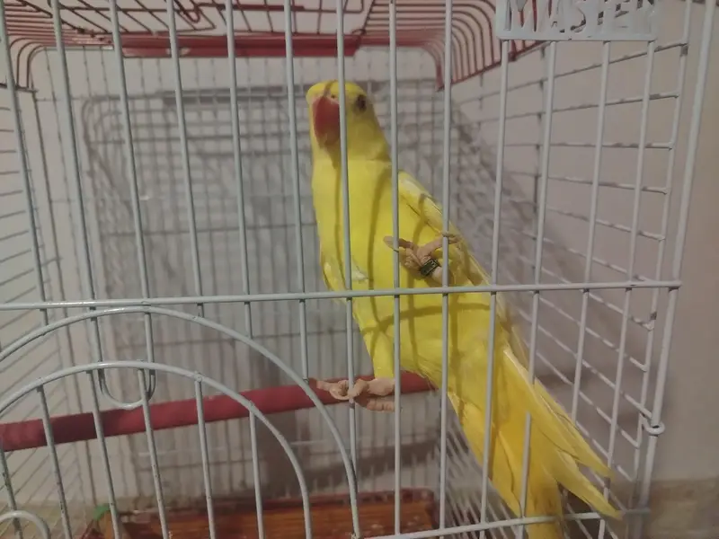 yellow and green Ringneck semi tamed — photo 8