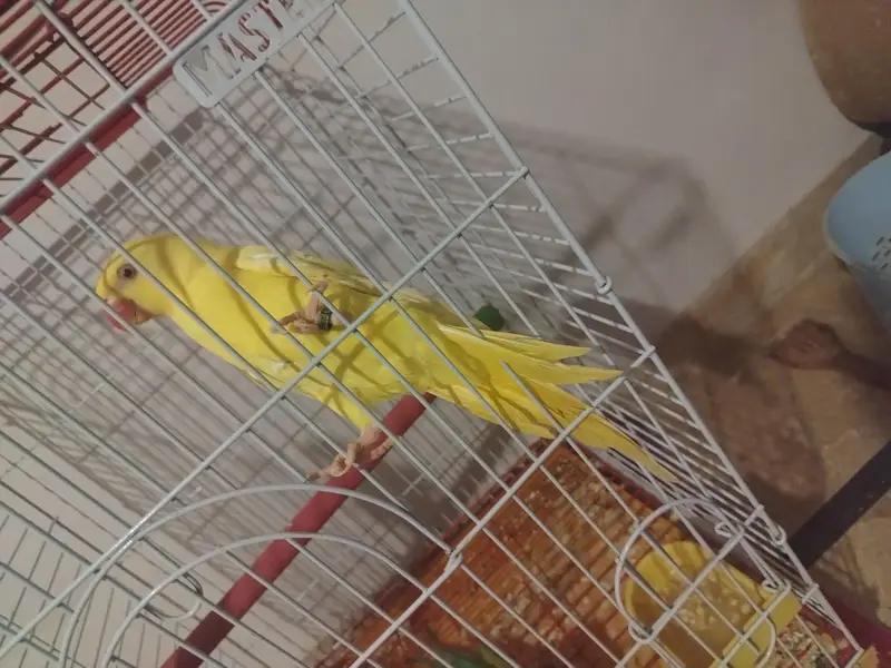 yellow and green Ringneck semi tamed — photo 9