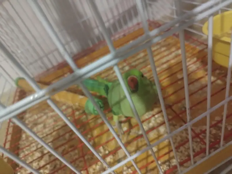 yellow and green Ringneck semi tamed — photo 10