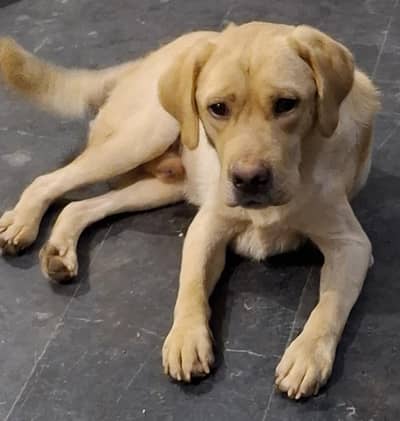 labrador very lovely healthy active male for sale